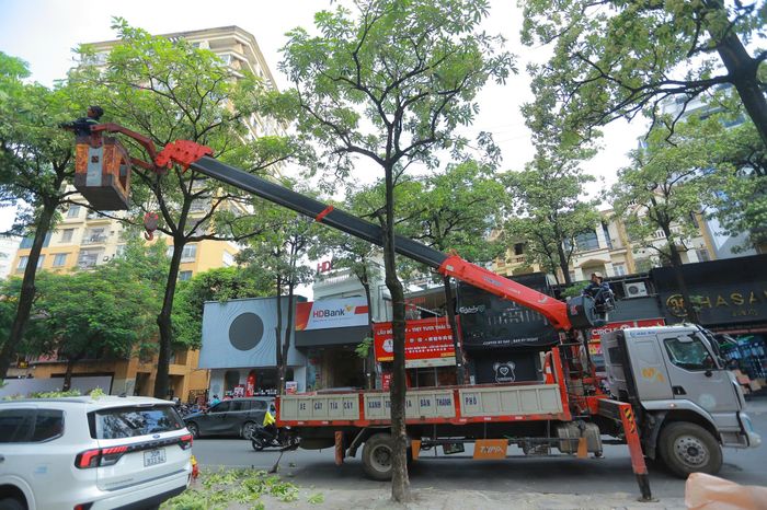  Ngoài việc cắt tỉa, Hà Nội cũng sẽ di dời một số cây hoa sữa. Ảnh: TIẾN CƯỜNG 