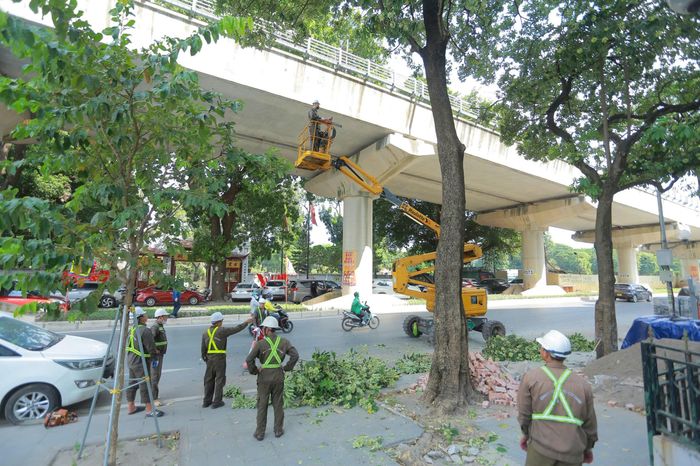  Việc cắt tỉa được thực hiện trên nhiều tuyến đường. Ảnh: TIẾN CƯỜNG 