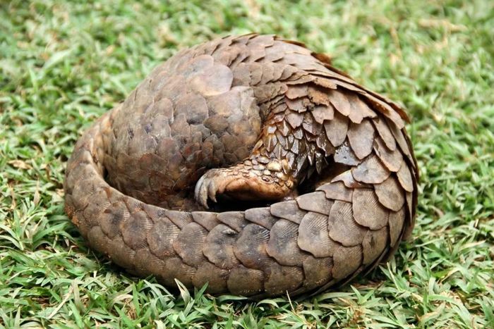 Ảnh: pangolinsg.org