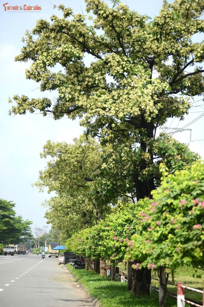 Trái với những người yêu thích hương hoa, anh Lê Tân, cho biết mùi hương nồng vào chiều tối khiến gia đình cảm thấy khó chịu. Mỗi khi chạy xe qua khu vực có cây hoa sữa anh phải bịt mũi, phóng xe nhanh. “Tôi bị viêm mũi dị ứng nên mùi hương hoa này rất khó chịu”, anh Tân nói.