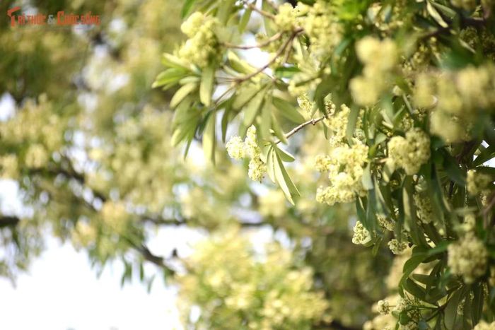 Vẻ đẹp mộng mơ của những cánh hoa sữa. Loại hoa đặc trưng của Hà Nội đang vào mùa khoe sắc ở Phương Nam.