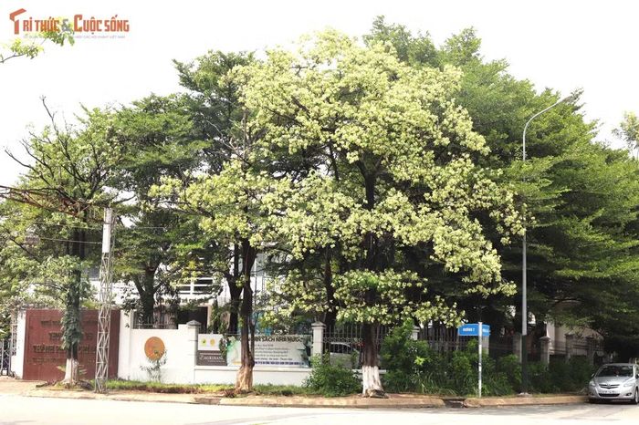 Chị Phương Thanh, người dân sống ở phường Dĩ An (TP HCM) cho biết, mỗi khi chạy xe trên đường vào sáng sớm, hương hoa sữa thoáng qua chị lại nhớ về quãng thời gian ở Hà Nội.