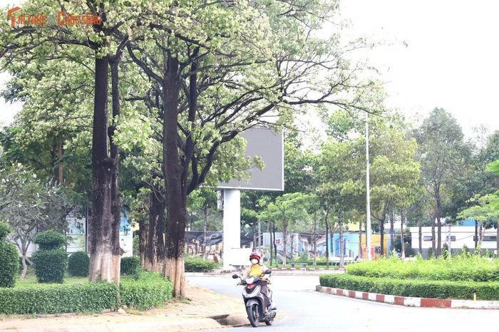 Những tán hoa sữa nối tiếp nhau, tạo điểm nhấn cảnh quan và mang đến bóng mát cho người dân sinh sống, làm việc quanh khu vực.