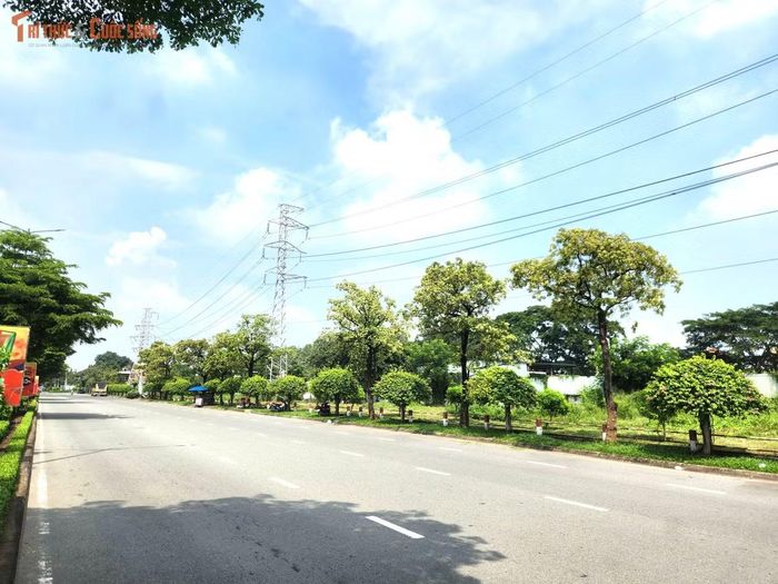 Tại đường số 7, Khu công nghiệp Vĩnh Lộc, phường Bình Tân, hàng chục cây hoa sữa đang trổ hoa, tỏa hương dọc hai bên đường.