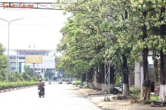Nhiều cây lâu năm có đường kính thân khoảng 40-60cm, tán rộng, phủ bóng hai bên đường.