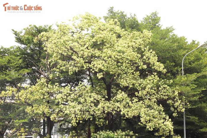 Với những người từng học tập, sinh sống tại Hà Nội, hương hoa sữa ở TP HCM gợi nhớ những con phố mùa thu và nhiều kỷ niệm thân thuộc.