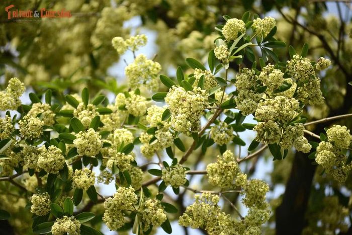 Hoa sữa là loài hoa gây nhiều ý kiến trái chiều, người thích mùi hương đặc trưng, người lại cho rằng quá nồng, nhất là khi hoa nở rộ.