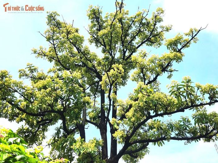 Tháng 10, những hàng hoa sữa trên nhiều tuyến đường ở TP HCM bắt đầu vào mùa nở rộ, mang sắc trắng ngà điểm xuyết giữa những tán lá xanh.
