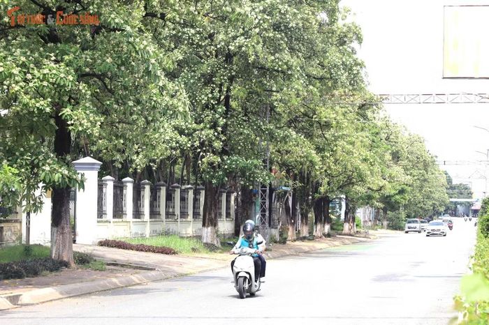 Tại các tuyến đường nội khu Trung tâm hành chính phường Dĩ An, hoa sữa được trồng với mật độ dày.