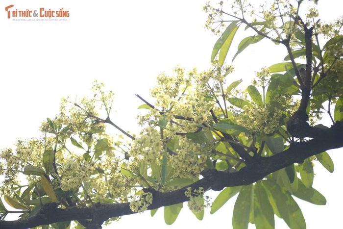 Những chùm hoa sữa nhỏ li ti mọc dày trên cành, nổi bật giữa nền lá xanh khi bước vào mùa nở rộ.