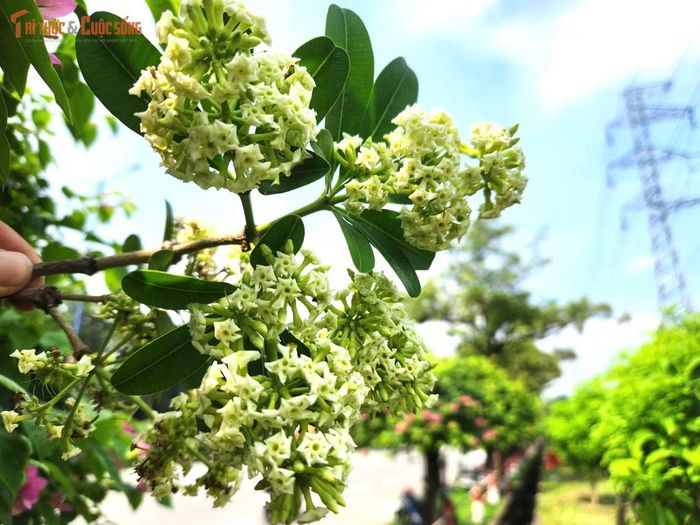 Hoa sữa thường nở từ khoảng tháng 8 đến tháng 12, tùy điều kiện thời tiết và từng khu vực. Tháng 10 là thời điểm nhiều cây bước vào giai đoạn nở rộ.