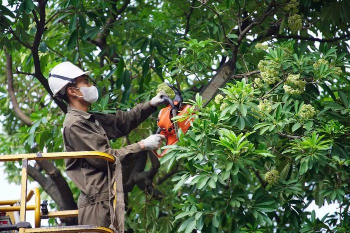 Theo kế hoạch, đợt cắt tỉa dự kiến thực hiện từ ngày 16 đến 20/10, với 992 cây hoa sữa thuộc diện xử lý tại 13 tuyến đường, phố và khu vực đô thị. Trong danh sách, đường Hồ Tùng Mậu có 179 cây, phố Lê Thanh Nghị có 170 cây, khu vực Trung Hòa có 139 cây và đường Lê Quang Đạo có 125 cây. Đây là những địa điểm có số lượng cây thuộc diện cắt tỉa tương đối lớn trong đợt triển khai lần này.