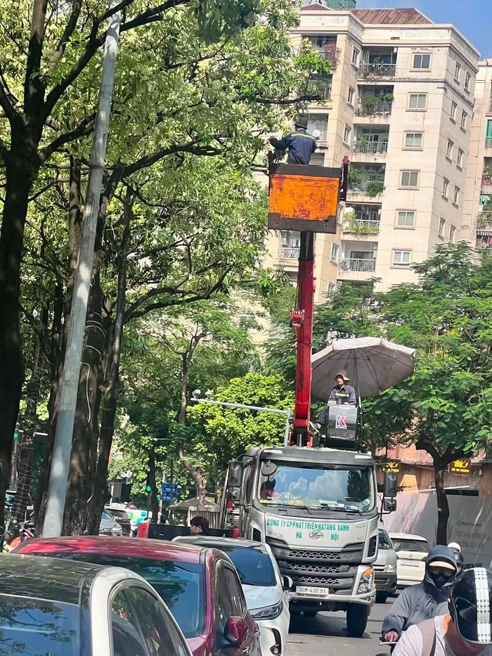 Theo phản ánh của một số người dân tại khu vực phường Từ Liêm cho biết mật độ hoa sữa dày khiến mùi hương trở nên nồng vào mùa hoa nở. Dù đánh giá cao vai trò tạo bóng mát của cây xanh, họ mong muốn cơ quan chức năng có giải pháp phù hợp để giảm ảnh hưởng đến sinh hoạt.
