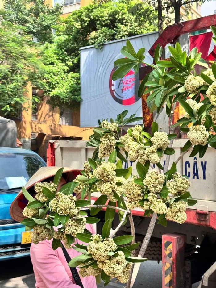 Bên cạnh việc cắt tỉa chùm hoa, một số ý kiến đề xuất nghiên cứu điều chỉnh mật độ cây tại những vị trí không phù hợp, đồng thời xem xét các phương án thay thế bảo đảm cảnh quan và môi trường sống.