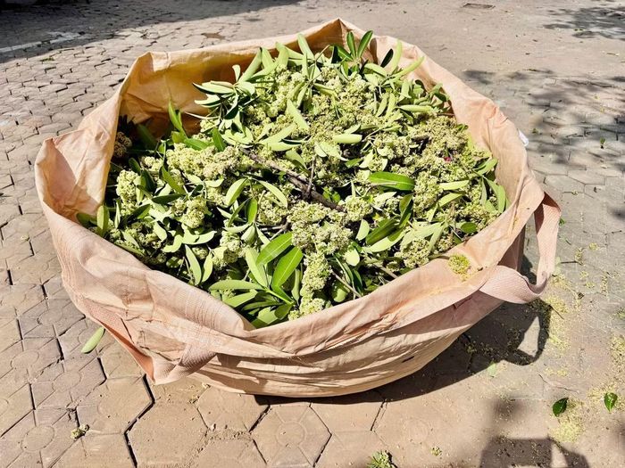Hà Nội hiện có khoảng 14.400 cây hoa sữa phân bố tại nhiều tuyến đường và khu đô thị. Với số lượng cây lớn, việc quản lý cần được thực hiện trên cơ sở khảo sát cụ thể về mật độ, vị trí trồng, tình trạng sinh trưởng và mức độ ảnh hưởng đến khu dân cư. Không phải mọi cây hoa sữa đều gây ra tác động giống nhau; vì vậy, việc lựa chọn cây cần cắt tỉa hoặc đề xuất dịch chuyển cần có căn cứ, tránh triển khai đồng loạt thiếu phù hợp với đặc điểm từng tuyến phố.
