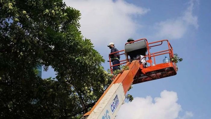 Theo ghi nhận của PV, trên nhiều tuyến phố của Hà Nội các công nhân sử dụng xe nâng chuyên dụng để tiếp cận các chùm hoa ở vị trí cao, sau đó tiến hành cắt tỉa. Cành và hoa sau khi cắt được thu gom, góp phần bảo đảm vệ sinh môi trường và hạn chế ảnh hưởng đến người tham gia giao thông. Việc sử dụng thiết bị chuyên dụng giúp công nhân tiếp cận những vị trí cần xử lý, thay vì phải thực hiện hoàn toàn bằng các phương pháp thủ công dưới mặt đất.