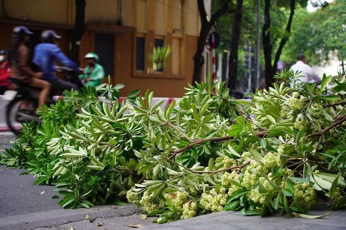 Trước những phản ánh liên quan đến mật độ hoa sữa, ngày 14/10, Phó Chủ tịch UBND TP Hà Nội Trương Việt Dũng giao Sở Xây dựng phối hợp với các phường, xã và đơn vị liên quan rà soát những tuyến phố, khu dân cư có mật độ cây dày. Các cơ quan được giao nghiên cứu, đề xuất phương án dịch chuyển một phần cây đến vị trí phù hợp và trồng bổ sung những loài cây xanh thay thế. Định hướng này cho thấy thành phố không chỉ tập trung xử lý lượng hoa trong thời điểm hiện tại mà còn xem xét bài toán bố trí cây xanh về lâu dài.