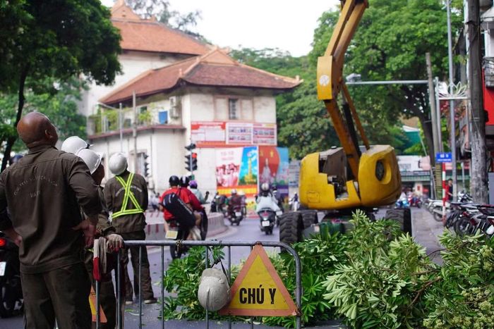 Hoa sữa là loài cây quen thuộc, góp phần tạo bóng mát và trở thành nét đặc trưng trong cảnh quan Hà Nội, đặc biệt vào mùa thu. Tuy nhiên, tại những tuyến phố có nhiều cây trồng gần nhau, hoa nở đồng loạt có thể khiến mùi hương trở nên đậm đặc. Người dân sinh sống, làm việc gần những khu vực này có thể cảm thấy khó chịu, nhất là khi phải thường xuyên đóng mở cửa nhà hoặc di chuyển qua các tuyến phố có mật độ hoa sữa lớn.