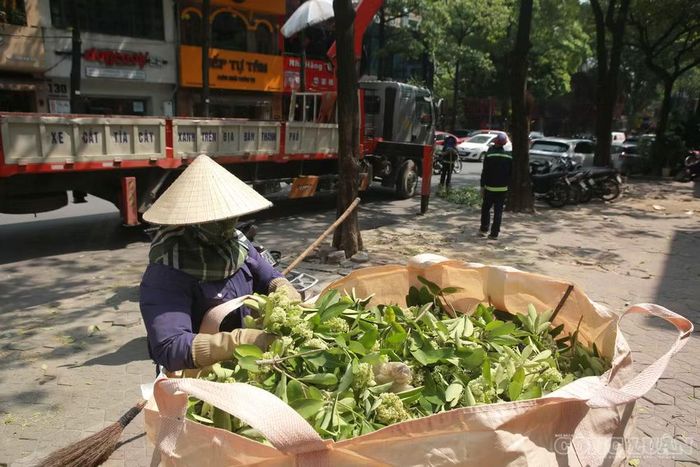 Sau khi cắt, các chùm hoa và cành cây được thu gom, cho vào những bao tải lớn.