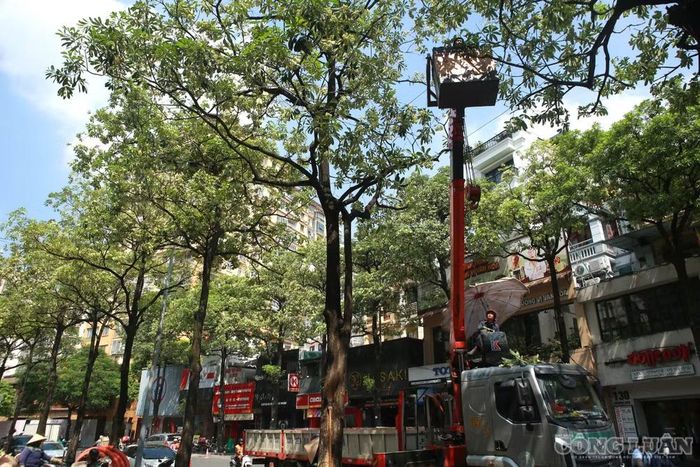 Theo ghi nhận của phóng viên, khoảng 10h30' sáng 16/10, tại phố Trung Hòa, các đơn vị chuyên môn sử dụng xe nâng chuyên dụng đưa công nhân lên cao, cắt tỉa những chùm hoa sữa tại các vị trí có mật độ dày.