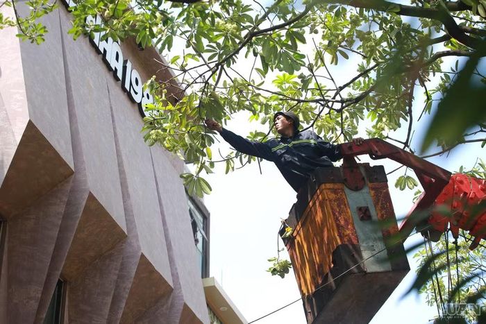 Nhiều cành hoa sữa nở rộ, sát nhà dân được tỉa gọn.