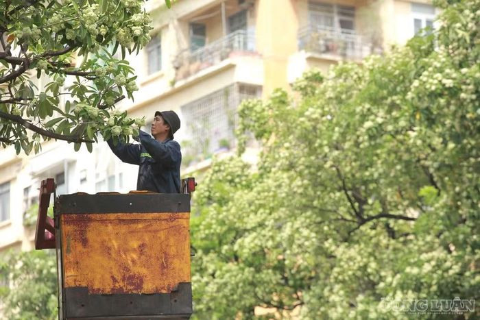Công nhân thực hiện cắt tỉa những chùm hoa sữa tại các vị trí có mật độ dày.