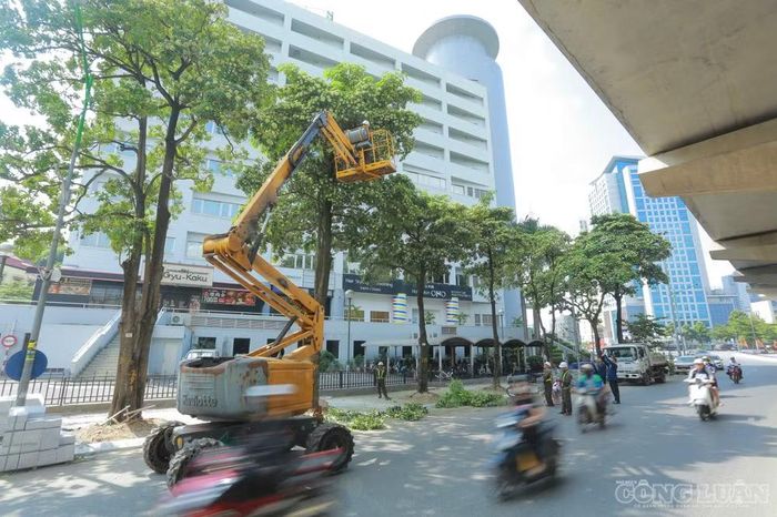 Tại phố Kim Mã, một trong những tuyến đường có nhiều cây hoa sữa, sáng nay (16/10) lực lượng chức năng cũng đã huy động xe chuyên dụng để cắt tỉa.