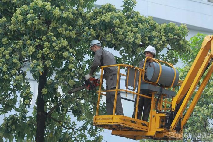 Công nhân tập trung xử lý những vị trí cây có nhiều hoa, cành vươn dày, nhằm giảm lượng hoa đang nở và hạn chế mùi hương lan tỏa.
