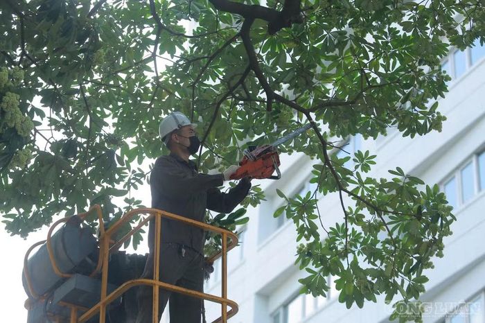 Các cành được cắt có chiều dài khoảng 20-40cm. Công việc được thực hiện trực tiếp trên tán cây, tập trung vào những chùm hoa tại các vị trí cần xử lý.