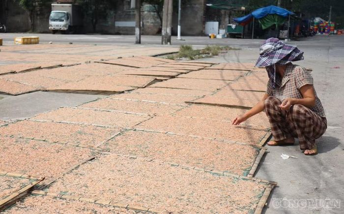 Ngoài bán ruốc tươi cho thương lái, ngư dân còn làm ruốc khô để bán dần ra thị trường. Ảnh: Kim Long