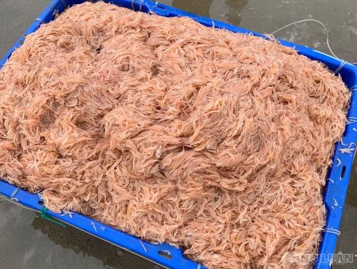 Những mẻ ruốc tươi - quà của biển cả. Ảnh: Kim Long