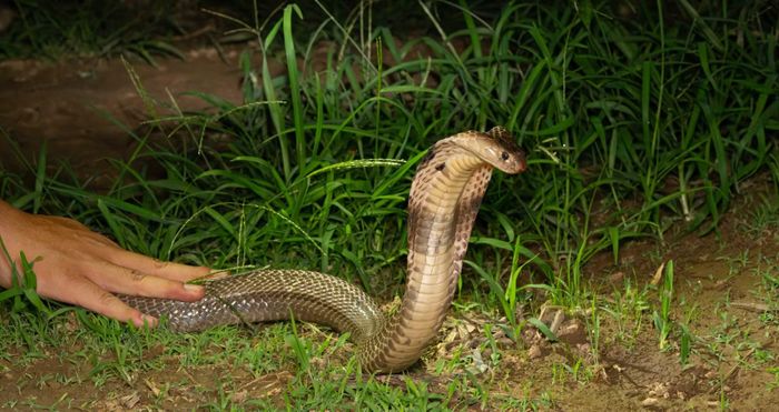 Rắn hổ mang Trung Quốc được Phan Tấn Lộc dẫn phóng viên Tiền Phong và 2 du khách Singapore tìm chụp tại bãi giữa sông Hồng (Hà Nội). Ảnh: Đ.D.H
