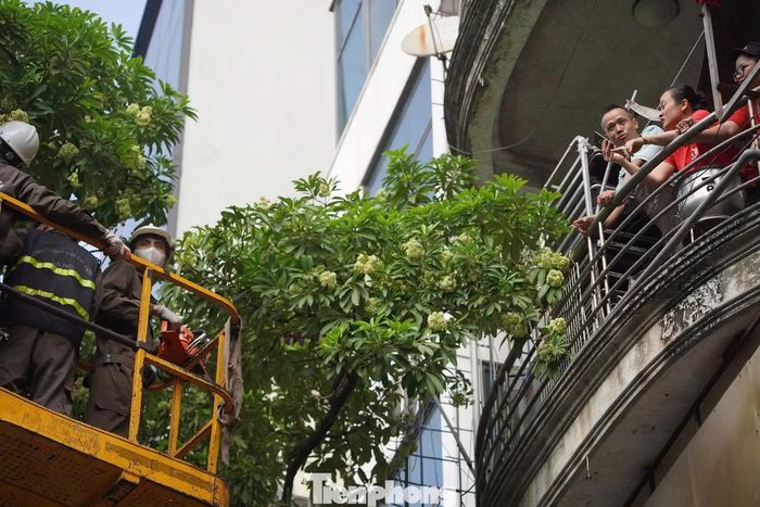 Phó Chủ tịch Hà Nội yêu cầu nghiên cứu, đề xuất phương án dịch chuyển một phần cây hoa sữa đến các vị trí phù hợp, trồng bổ sung các loài cây xanh thay thế nhằm cải thiện môi trường sống, bảo vệ sức khỏe của nhân dân nhưng vẫn gìn giữ nét đặc trưng hoa sữa thủ đô.