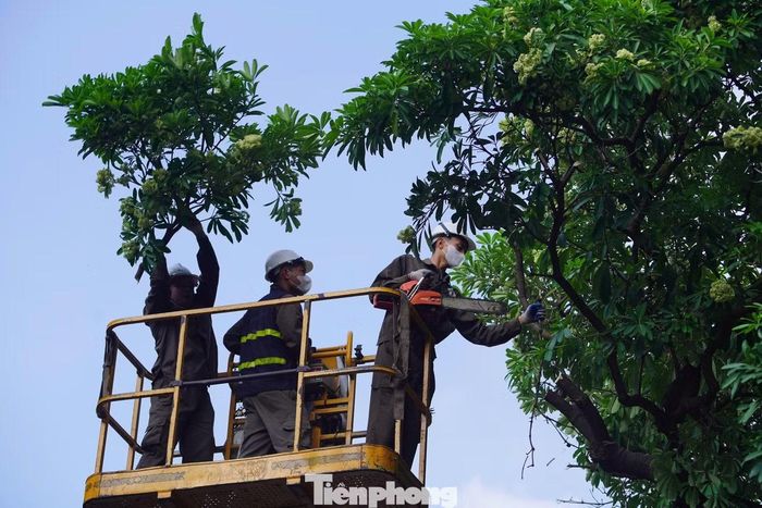 Ngày 14/10, Phó chủ tịch UBND TP Hà Nội Trương Việt Dũng giao Sở Xây dựng và các phường, xã rà soát những tuyến phố, khu dân cư trồng dày hoa sữa.