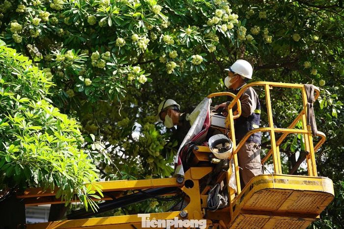 Tại phố Lê Thanh Nghị, phường Bạch Mai, công nhân dùng máy nâng, sát các cành hoa để tỉa bớt cành bông.