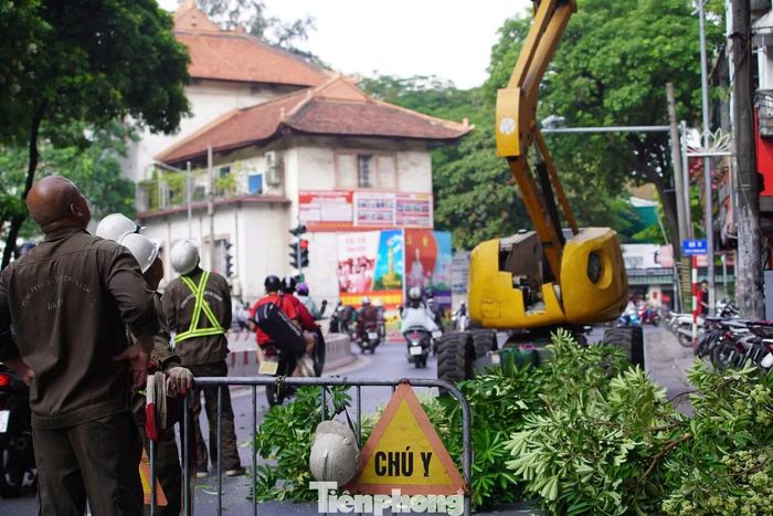 Đại diện Công ty TNHH MTV Cây xanh Hà Nội cho biết khoảng 170 cây hoa sữa trên phố Lê Thanh Nghị dự kiến được cắt tỉa trong 2-3 ngày, tùy lượng hoa mỗi cây.