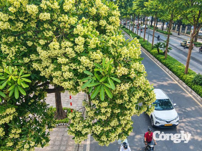 Mùa hoa sữa về mang theo những ký ức lãng mạn của mùa thu, nhưng mùi hương nồng nặc phủ khắp phố phường lại đang khiến nhiều người đau đầu. Trước những ý kiến trái chiều, phương án cắt tỉa bớt các cành hoa sữa đang được xem là giải pháp khả dĩ để trả lại bầu không khí dễ chịu cho người dân thủ đô.