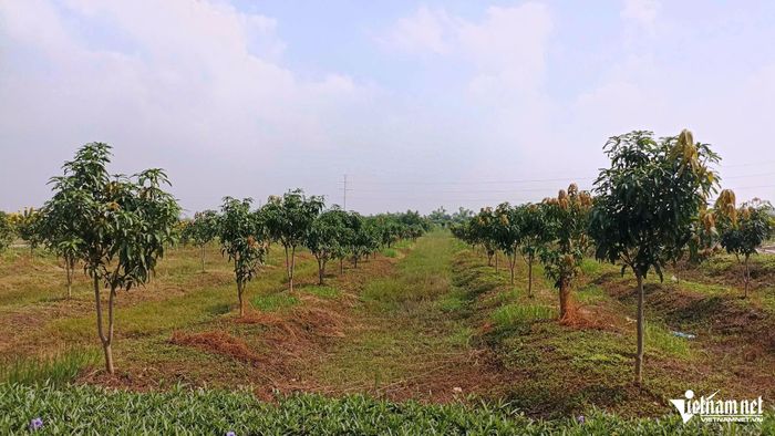 Người dân tranh thủ trồng cây ăn quả trên đất dự án.