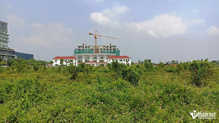 Dự án bỏ hoang nhiều năm nên cỏ mọc um tùm.
