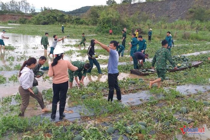 Anh Nguyễn Văn Hà (quần đen, đang chỉ tay) cùng thu hoạch dưa chạy lũ cho người dân trong buôn năm 2025. Ảnh: NVCC