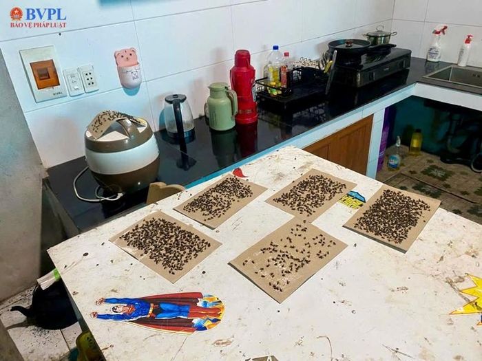  Ruồi nhặng dính đặc vỉ bẩy trong bếp ăn nhà dân.
