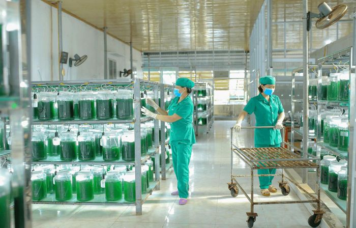 Sản xuất tảo xoắn tại Công ty CP Khoa học công nghệ tảo Việt Nam - Vastcom. Ảnh: vastcom.vn