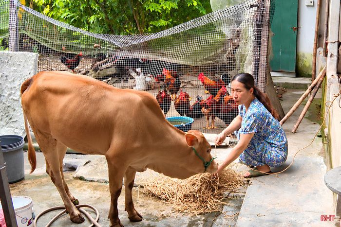 Gia đình chị Nguyễn Thị Kiều Oanh được hỗ trợ bê giống để phát triển kinh tế.