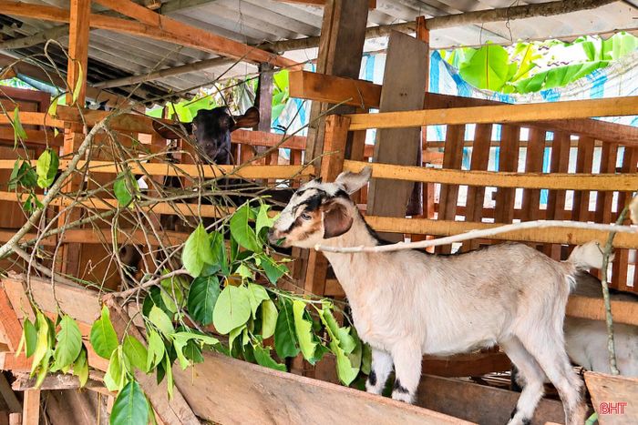 Công tác kiểm tra, hướng dẫn kỹ thuật chăn nuôi được xã Vũ Quang chú trọng, góp phần giúp người dân phát triển sản xuất hiệu quả.
