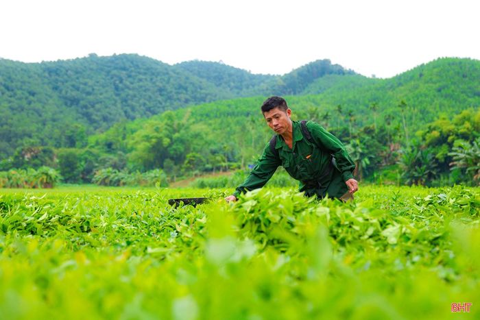 Hiện toàn xã Sơn Tây có khoảng 300 ha chè, tập trung chủ yếu tại các thôn Khí Tượng, Hoàng Nam, Hà Chua…