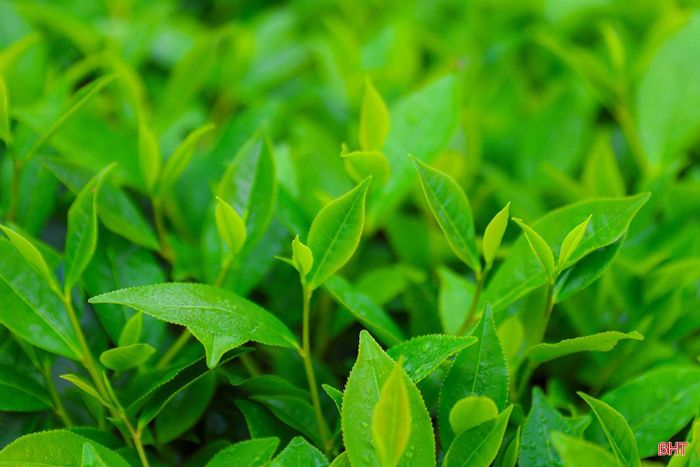 Mỗi sớm bình minh, những đồi chè như bừng tỉnh sau màn sương mỏng, khoác lên mình vẻ đẹp trong trẻo, dịu dàng.