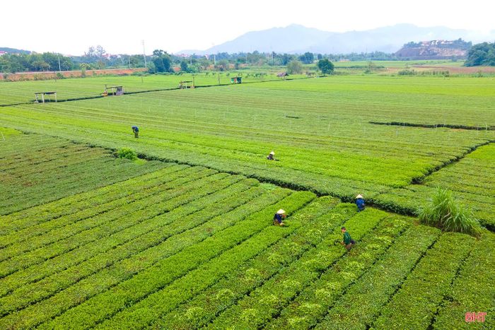 Từ trên cao nhìn xuống, những luống chè nối tiếp nhau kéo dài, tạo nên những khung cảnh nhẹ nhàng nên thơ giữa không gian núi rừng.