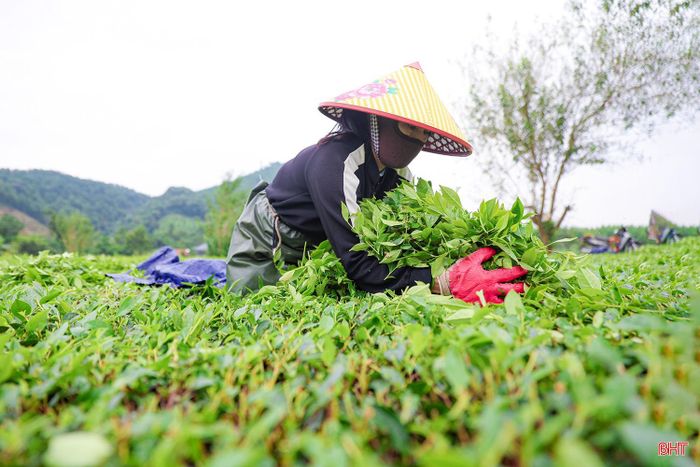 Vừa qua, HTX Chè Sơn Tây cũng đã được thành lập với định hướng liên kết 150 hộ gia đình, xây dựng vùng nguyên liệu dự kiến khoảng 174ha. Việc thành lập HTX góp phần giảm chi phí sản xuất, nâng cao chất lượng chè búp tươi và tăng hiệu quả kinh tế, tạo điều kiện xây dựng thương hiệu chè Sơn Tây trên thị trường.