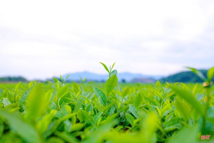 Những búp chè non vươn mình đón nắng, là thành quả của quá trình lao động bền bỉ, đồng thời mở ra niềm hy vọng về một vụ chè năng suất, chất lượng.