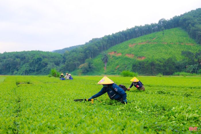 Không chỉ tạo nên cảnh quan ấn tượng, chè còn là một trong những cây trồng chủ lực, gắn bó với đời sống và sinh kế của người dân địa phương.